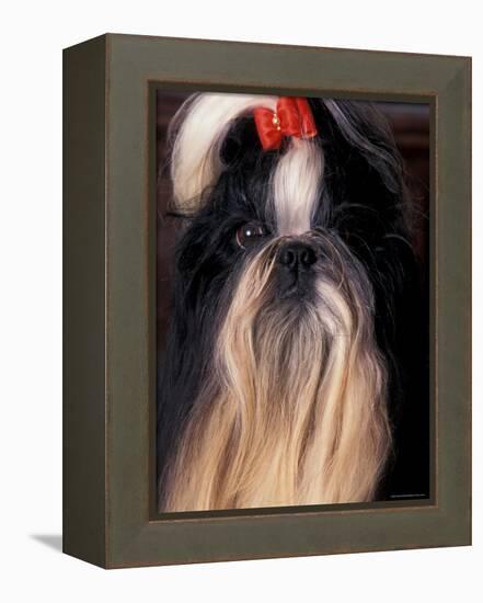 Shih Tzu Portrait with Hair Tied Up-Adriano Bacchella-Framed Premier Image Canvas