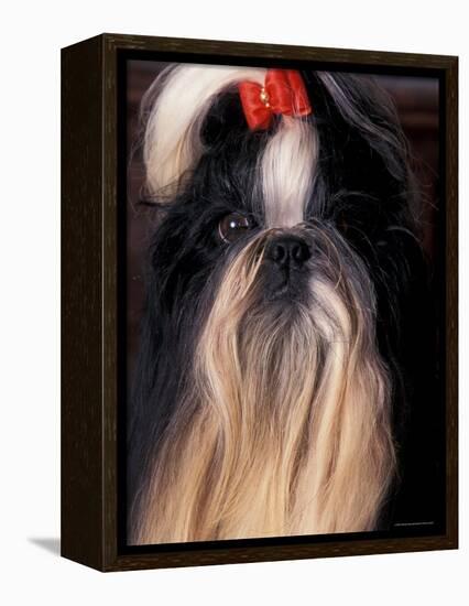 Shih Tzu Portrait with Hair Tied Up-Adriano Bacchella-Framed Premier Image Canvas