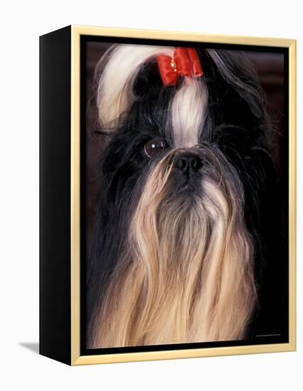 Shih Tzu Portrait with Hair Tied Up-Adriano Bacchella-Framed Premier Image Canvas