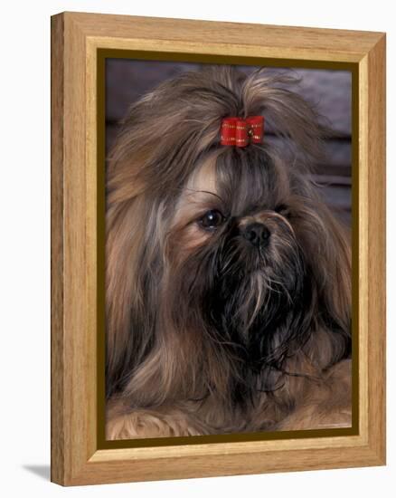 Shih Tzu Portrait with Hair Tied Up-Adriano Bacchella-Framed Premier Image Canvas