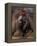 Shih Tzu Portrait with Hair Tied Up-Adriano Bacchella-Framed Premier Image Canvas