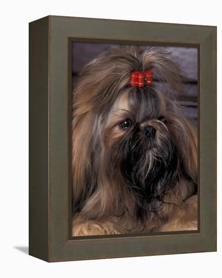 Shih Tzu Portrait with Hair Tied Up-Adriano Bacchella-Framed Premier Image Canvas