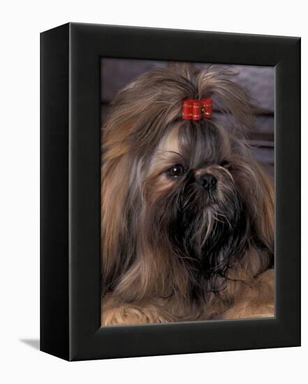 Shih Tzu Portrait with Hair Tied Up-Adriano Bacchella-Framed Premier Image Canvas