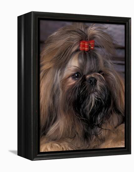 Shih Tzu Portrait with Hair Tied Up-Adriano Bacchella-Framed Premier Image Canvas