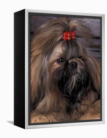 Shih Tzu Portrait with Hair Tied Up-Adriano Bacchella-Framed Premier Image Canvas