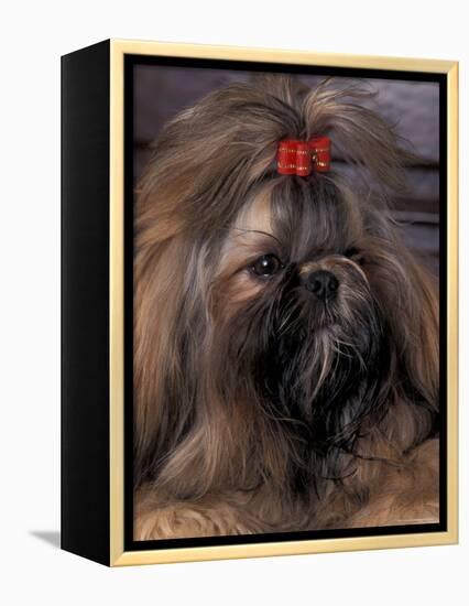 Shih Tzu Portrait with Hair Tied Up-Adriano Bacchella-Framed Premier Image Canvas