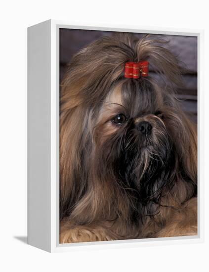 Shih Tzu Portrait with Hair Tied Up-Adriano Bacchella-Framed Premier Image Canvas