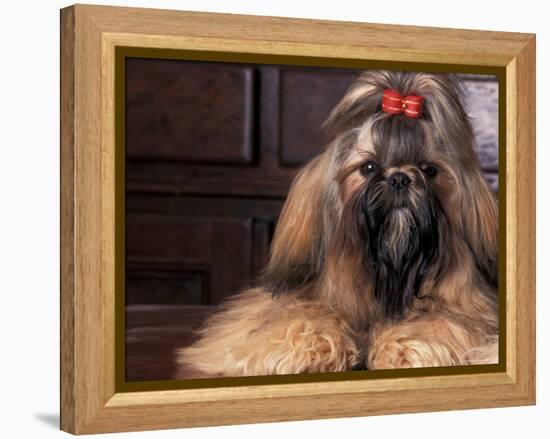 Shih Tzu Portrait with Hair Tied Up-Adriano Bacchella-Framed Premier Image Canvas