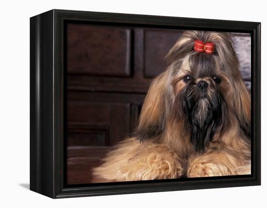 Shih Tzu Portrait with Hair Tied Up-Adriano Bacchella-Framed Premier Image Canvas