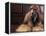 Shih Tzu Portrait with Hair Tied Up-Adriano Bacchella-Framed Premier Image Canvas