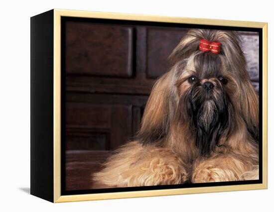 Shih Tzu Portrait with Hair Tied Up-Adriano Bacchella-Framed Premier Image Canvas