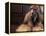 Shih Tzu Portrait with Hair Tied Up-Adriano Bacchella-Framed Premier Image Canvas