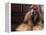 Shih Tzu Portrait with Hair Tied Up-Adriano Bacchella-Framed Premier Image Canvas