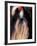 Shih Tzu Portrait with Hair Tied Up-Adriano Bacchella-Framed Photographic Print