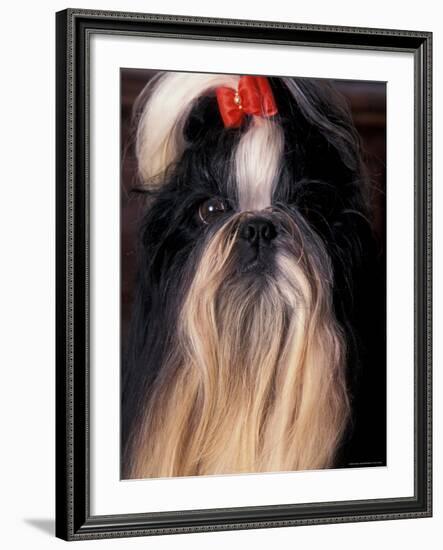 Shih Tzu Portrait with Hair Tied Up-Adriano Bacchella-Framed Photographic Print