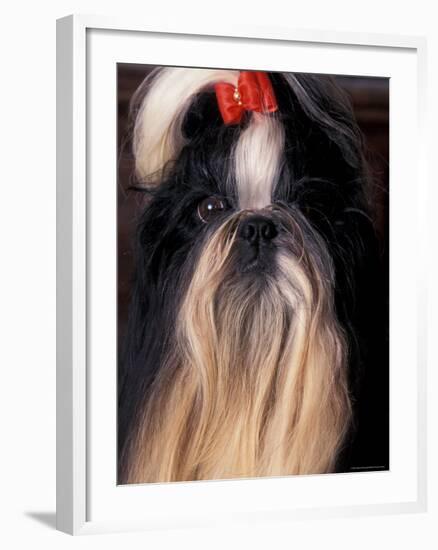 Shih Tzu Portrait with Hair Tied Up-Adriano Bacchella-Framed Photographic Print