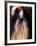 Shih Tzu Portrait with Hair Tied Up-Adriano Bacchella-Framed Photographic Print