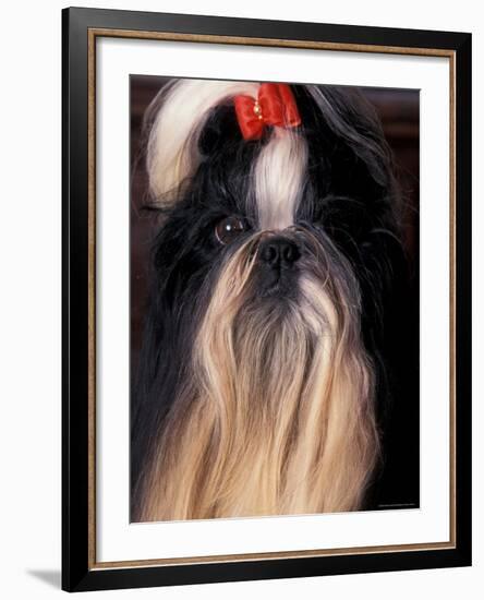 Shih Tzu Portrait with Hair Tied Up-Adriano Bacchella-Framed Photographic Print