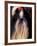 Shih Tzu Portrait with Hair Tied Up-Adriano Bacchella-Framed Photographic Print