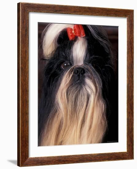 Shih Tzu Portrait with Hair Tied Up-Adriano Bacchella-Framed Photographic Print