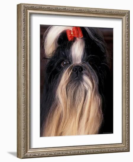 Shih Tzu Portrait with Hair Tied Up-Adriano Bacchella-Framed Photographic Print