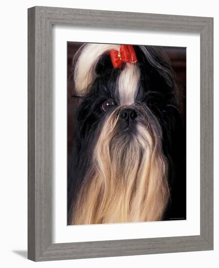 Shih Tzu Portrait with Hair Tied Up-Adriano Bacchella-Framed Photographic Print