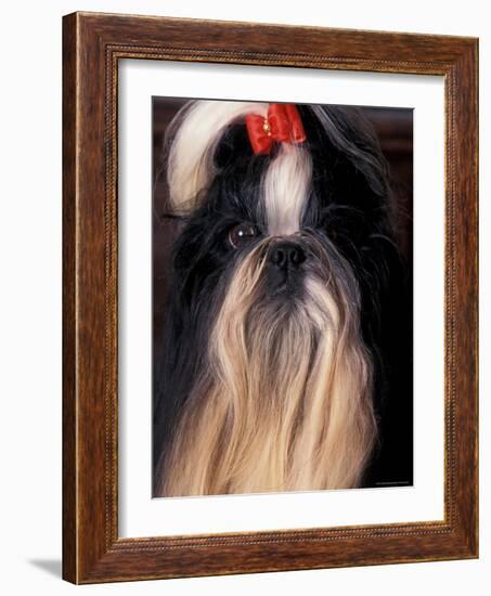 Shih Tzu Portrait with Hair Tied Up-Adriano Bacchella-Framed Photographic Print