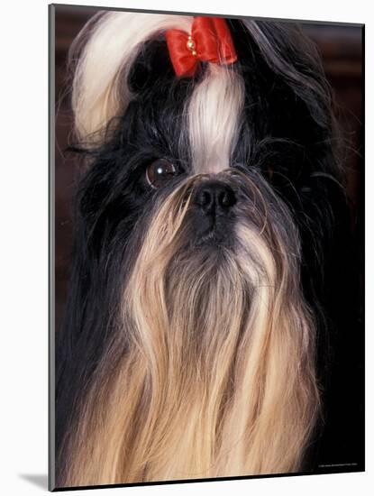 Shih Tzu Portrait with Hair Tied Up-Adriano Bacchella-Mounted Photographic Print