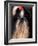 Shih Tzu Portrait with Hair Tied Up-Adriano Bacchella-Framed Photographic Print