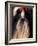 Shih Tzu Portrait with Hair Tied Up-Adriano Bacchella-Framed Photographic Print