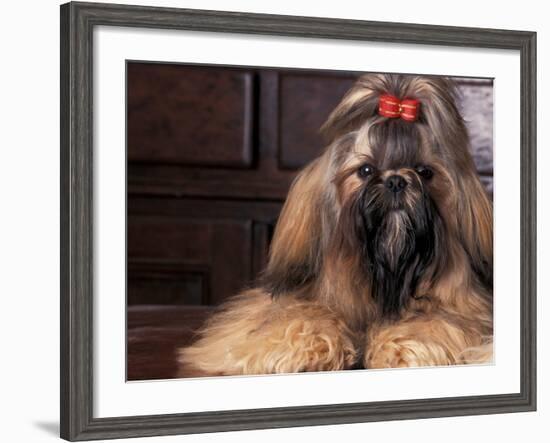 Shih Tzu Portrait with Hair Tied Up-Adriano Bacchella-Framed Photographic Print