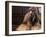 Shih Tzu Portrait with Hair Tied Up-Adriano Bacchella-Framed Photographic Print