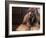 Shih Tzu Portrait with Hair Tied Up-Adriano Bacchella-Framed Photographic Print