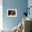 Shih Tzu Portrait with Hair Tied Up-Adriano Bacchella-Framed Photographic Print displayed on a wall