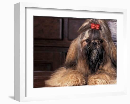 Shih Tzu Portrait with Hair Tied Up-Adriano Bacchella-Framed Photographic Print