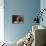 Shih Tzu Portrait with Hair Tied Up-Adriano Bacchella-Mounted Photographic Print displayed on a wall