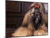 Shih Tzu Portrait with Hair Tied Up-Adriano Bacchella-Mounted Photographic Print