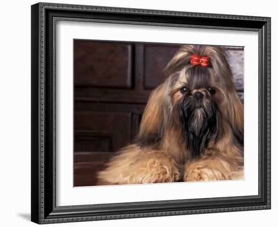 Shih Tzu Portrait with Hair Tied Up-Adriano Bacchella-Framed Photographic Print