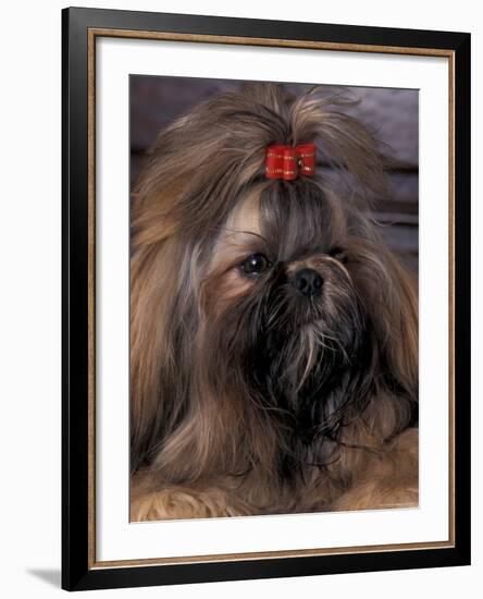 Shih Tzu Portrait with Hair Tied Up-Adriano Bacchella-Framed Photographic Print