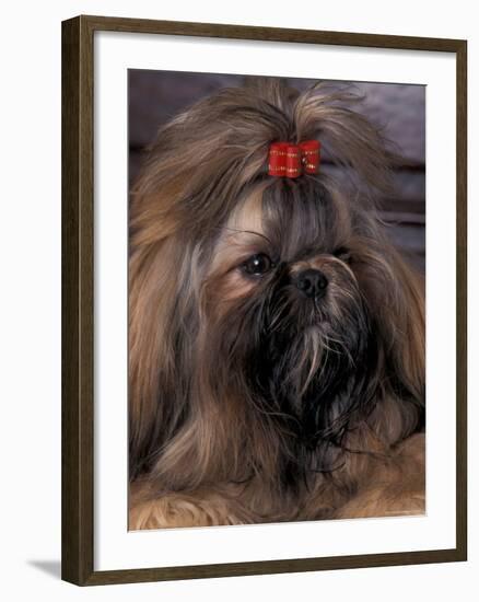 Shih Tzu Portrait with Hair Tied Up-Adriano Bacchella-Framed Photographic Print