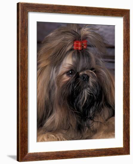 Shih Tzu Portrait with Hair Tied Up-Adriano Bacchella-Framed Photographic Print