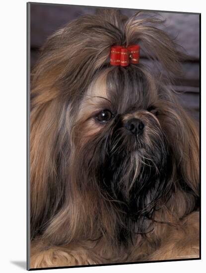 Shih Tzu Portrait with Hair Tied Up-Adriano Bacchella-Mounted Photographic Print