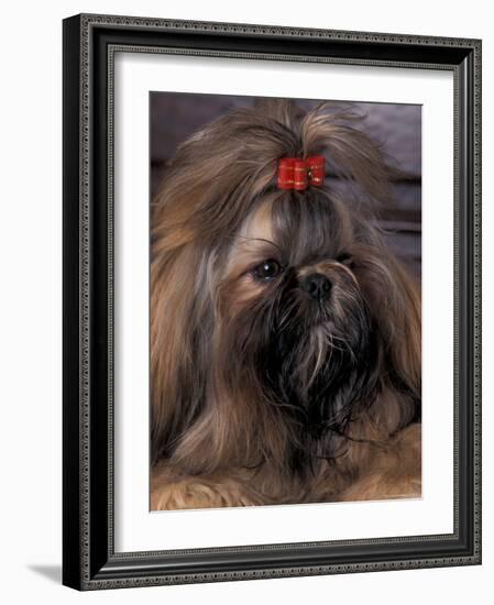 Shih Tzu Portrait with Hair Tied Up-Adriano Bacchella-Framed Photographic Print