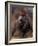 Shih Tzu Portrait with Hair Tied Up-Adriano Bacchella-Framed Photographic Print