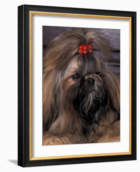 Shih Tzu Portrait with Hair Tied Up-Adriano Bacchella-Framed Photographic Print