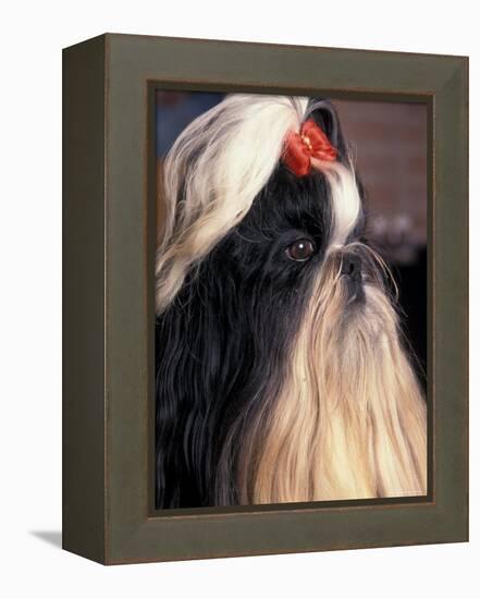 Shih Tzu Profile with Hair Tied Up-Adriano Bacchella-Framed Premier Image Canvas