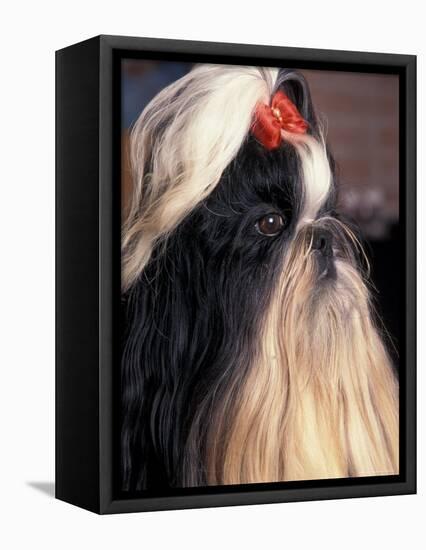 Shih Tzu Profile with Hair Tied Up-Adriano Bacchella-Framed Premier Image Canvas