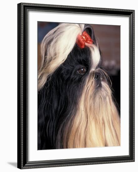 Shih Tzu Profile with Hair Tied Up-Adriano Bacchella-Framed Photographic Print