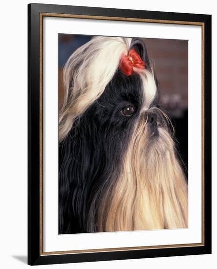 Shih Tzu Profile with Hair Tied Up-Adriano Bacchella-Framed Photographic Print