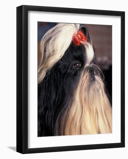 Shih Tzu Profile with Hair Tied Up-Adriano Bacchella-Framed Photographic Print